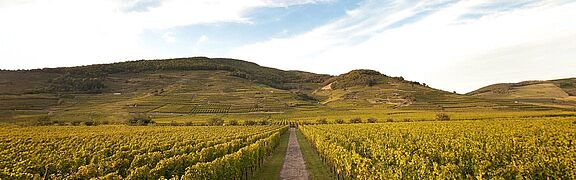 Elsass Weinberge