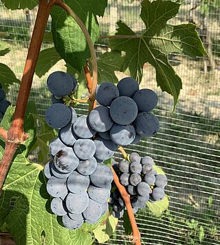 Rotwein Reben an einem Weinstock