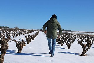 Weinberg mit Schnee bei Bodegas y Vinedos Ponce