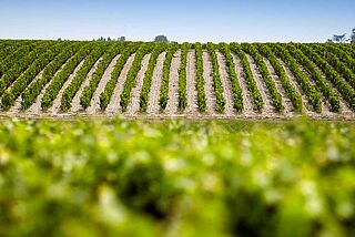 Pauillac Weinfelder Pauillac Weinfelder