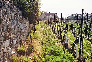 Weinberg von Katharina Wechsler