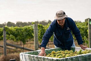 Druehøst på vinmarken