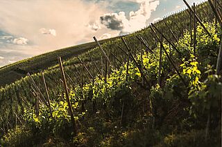 Weinfeld der Domaine Stéphane Ogier