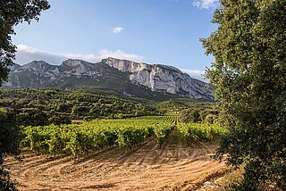 Weinberge des Winzers Pujanza