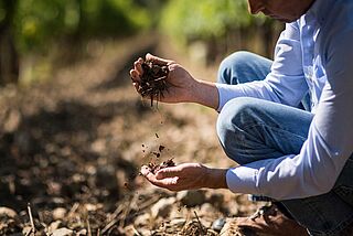 Weinberge vom Weingut Pian delle Vigne