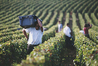 Ein Erntearbeiter Trägt eine Kiste mit Reben auf der Schulter