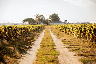 Vinmarken Lamothe-Despujols