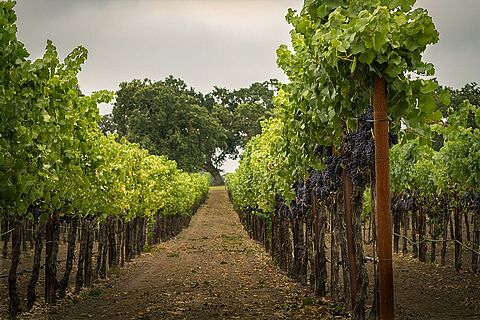 Belle Glos Weinberge