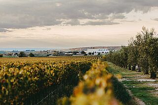 Bocca di Lupo vingård