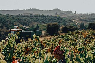 Vinmarken Dominio del Challao