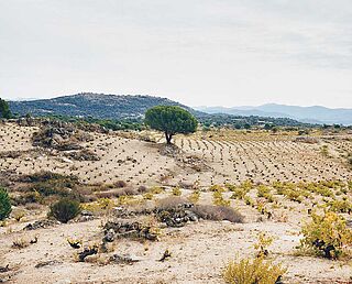 Vingård, vingårde Telmo Rodriguez - Pegaso Vinas Viejas