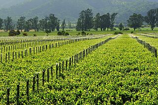 Californiens vinregion Vinregion Californien, vindyrkning