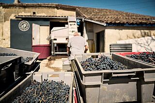 Læsning af druer på Domaine Baudons vingård med arbejdere