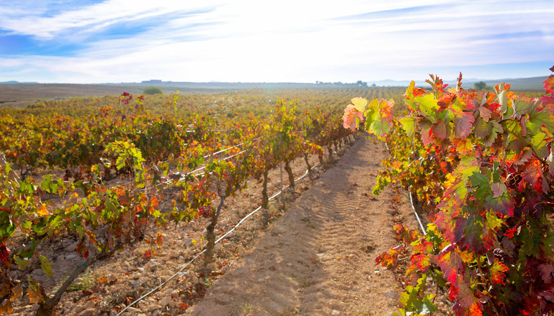 Rheinhessen Wein Lobenbergs Gute Weine
