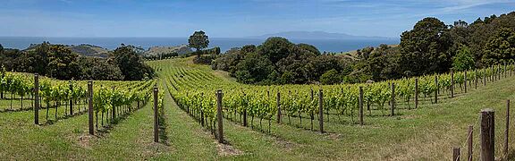 Weingut, Weinfeld in Auckland