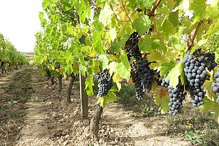 Weinberge mit roten hängenden Reben bei Domaine FL - Fournier Longchamps