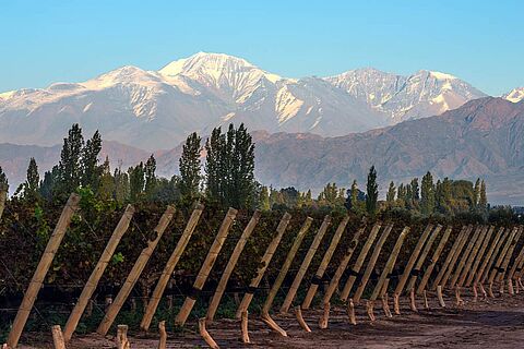 Aconcagua Valley Weinberge