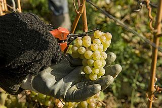 Weintraube, Weinlese bei Markus Molitor