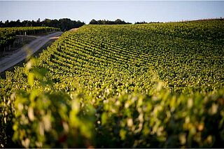 Domaine Droin
