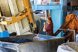 Winzerin am arbeiten