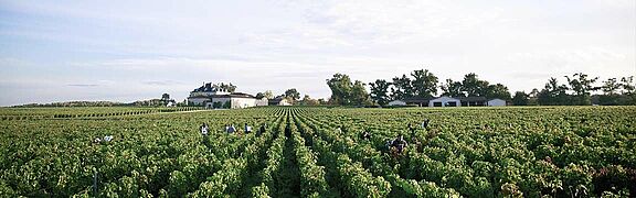 Pessac Leognan Wein