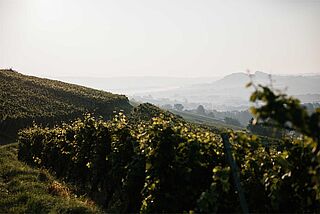 Weinberge von Hanspeter Ziereisen