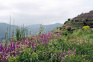 Vingård i Wachau Vingård i Wachau