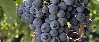 Sangiovese Trauben