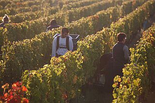 Chateau Gaillard Wein