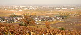 Côte de Beaune Weinfeld