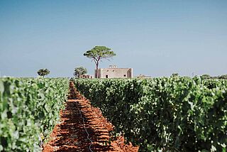 Agricole Vallone vingård med vinstokke