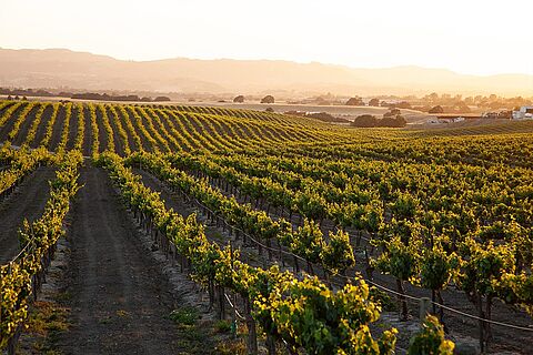 Kalifornien Weinberge