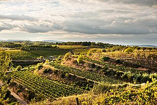 Blick über die Weinfelder des Weinguts
