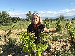 Begutachtung der Rebstöcke auf dem Weinfeld