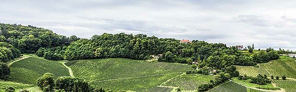 Südsteiermark Weinfeld, Weinberg