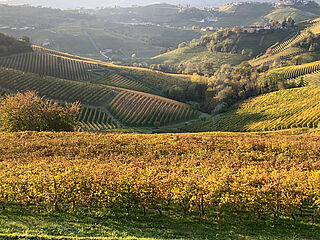Panorama over Langhe-landskabet om efteråret