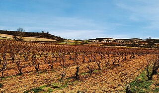 Vignes, Spanien