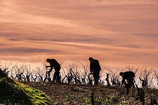 Arbeit auf dem Weinfeld bei Vinedos de Paganos