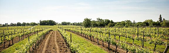 AC Bordeaux Weinberge