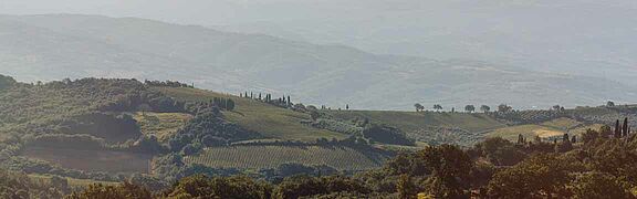 Blick auf die Weinberge