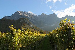 Hansruedi Adank Rebzeile mit Gebirge im Hintergrund