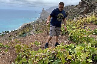 Der Winzer in den Weinbergen