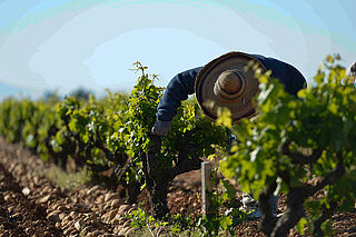 Rhone 2021