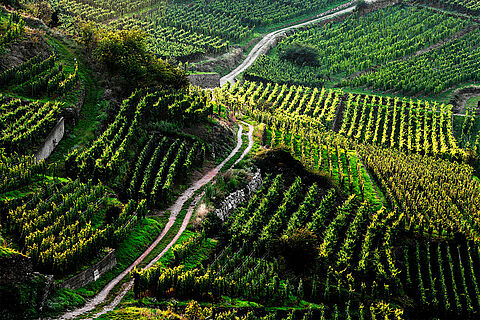 Die Weinberge im Elsass