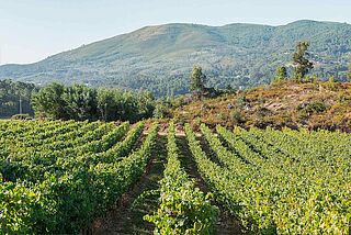 Vinmark fra ADN Anselmo & Dirk Niepoort ADN Anselmo & Dirk Niepoort vingård, vinmarker i baggrunden