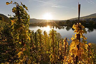 Weinfeld an der Mosel bei Sonnenuntergang Weinfeld an der Mosel bei Sonnenuntergang