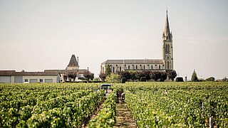 Vingård i Pomerol