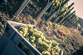 Trauben bei der Ernte