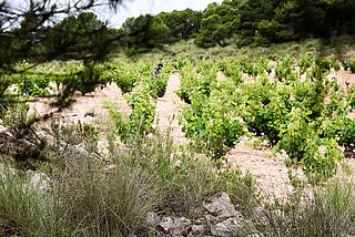 I vinmarken på Bodega Cerron