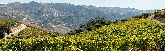 Weinfeld, Weinlandschaft Madeira